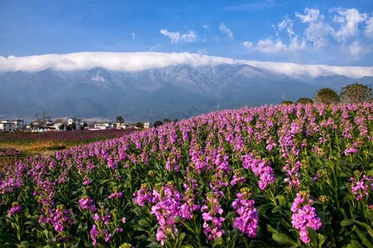 Flower_CH