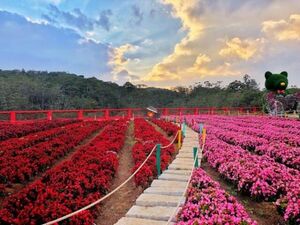 Van-Thanh-Flower-Village-V
