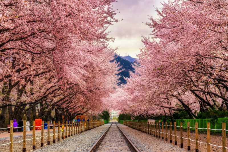 Checklist travel Korea untuk pelancong kali pertama