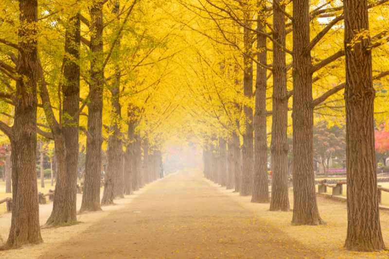Checklist travel Korea untuk pelancong kali pertama