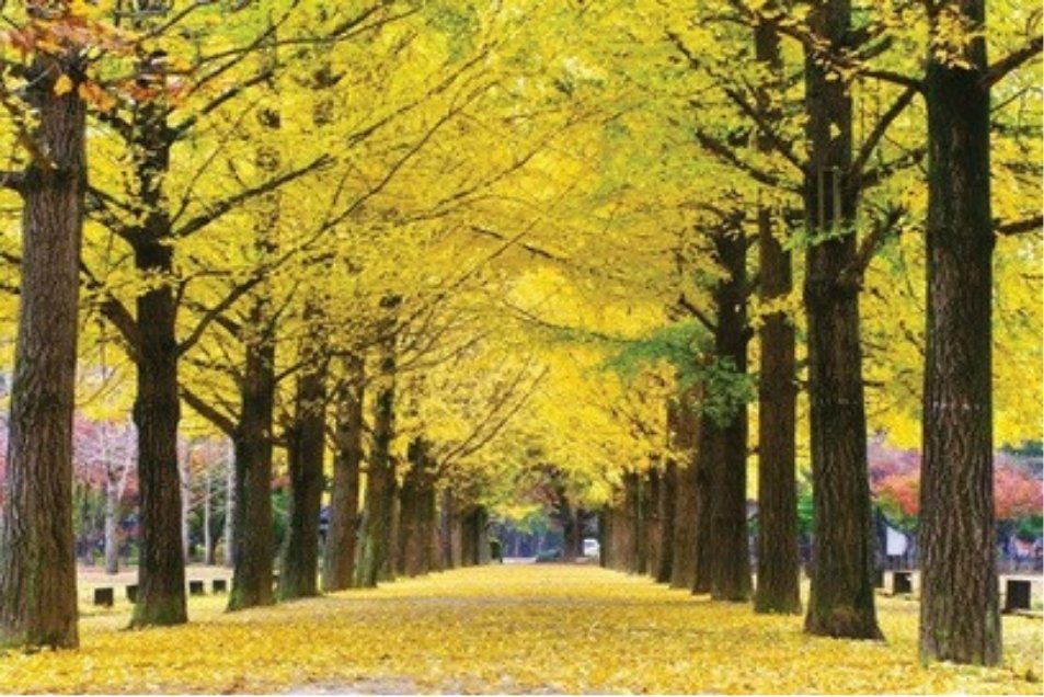 nami-island-kembara-serantau